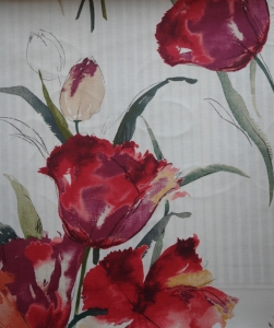 tulip_24.jpg